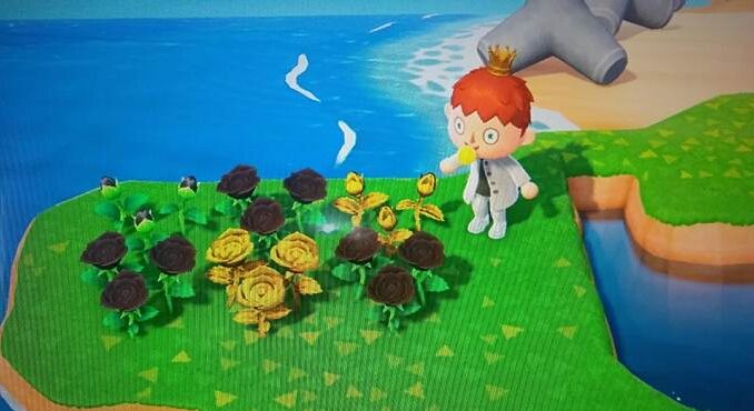 Comment obtenir des roses dorés dans Animal Crossing New Horizons